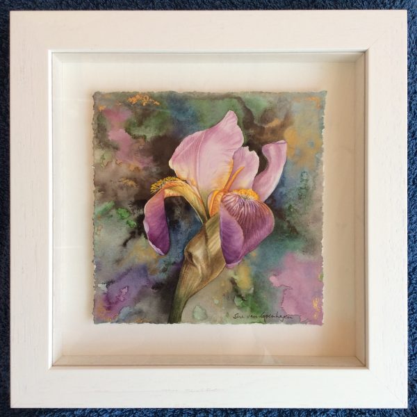 Amethyst Iris